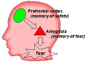 the brain and BPD