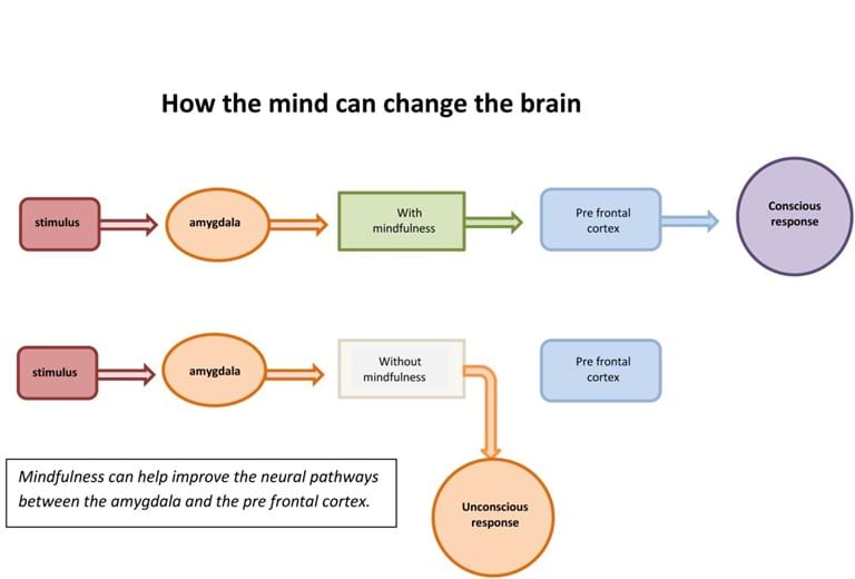 How the mind can change the brain